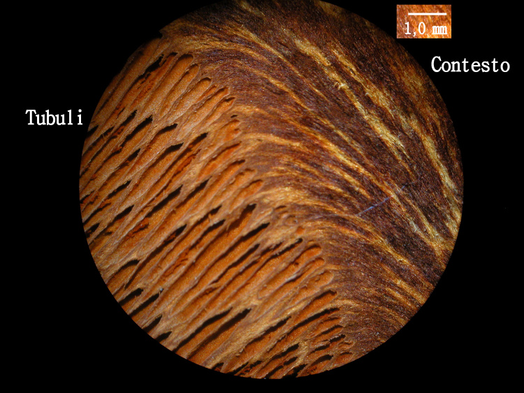 Hymenochaetaceae - Phellinus ??? (Inonotus tamaricis)